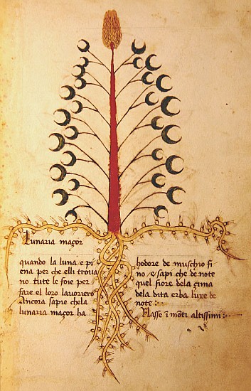 Ms 1591 Fol.13r Herba Lunaria Maggiore von Italian School