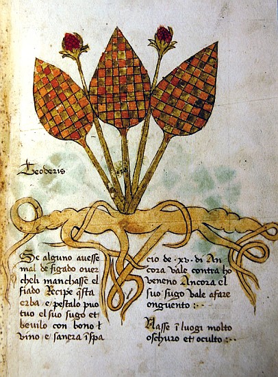 Ms 1591 Fol.19r Herba Teoderis von Italian School