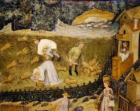 Harvesting sheaves of grain