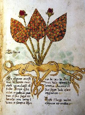 Ms 1591 Fol.19r Herba Teoderis