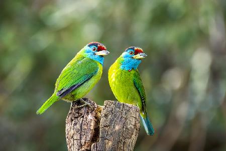 Blaukehlbarbet