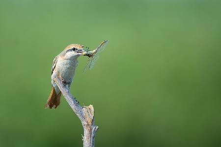 Shrike-Fest