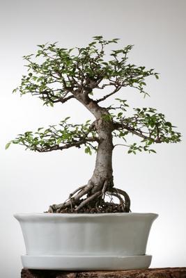 Bonsai chin. Ulme