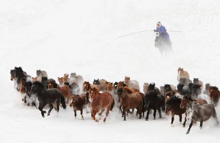 Pferd läuft im Schnee