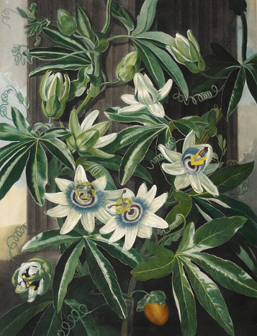 Passion Flowers von Robert John Thornton