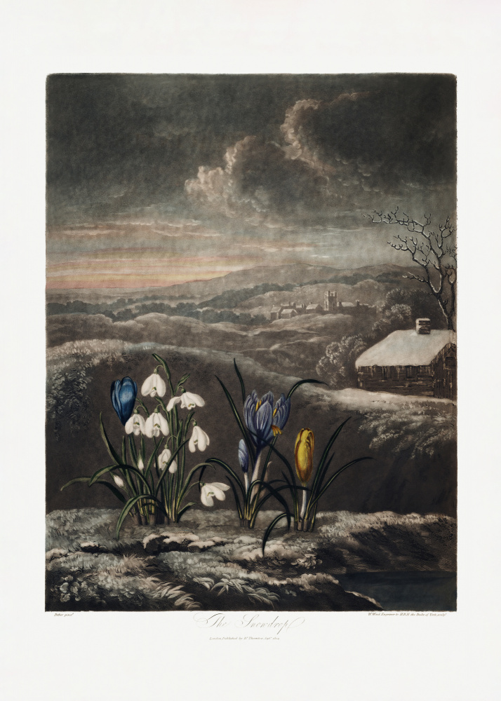 Die Schneeglöckchen aus dem Tempel der Flora (1807) von Robert John Thornton