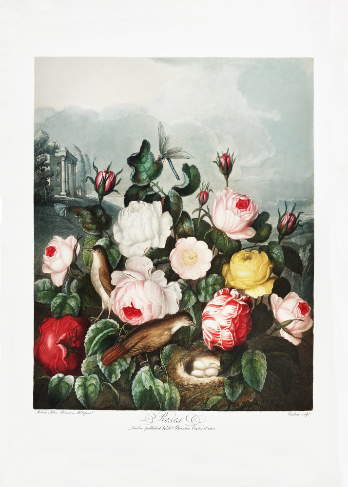 Rosen aus dem Tempel der Flora (1807) von Robert John Thornton