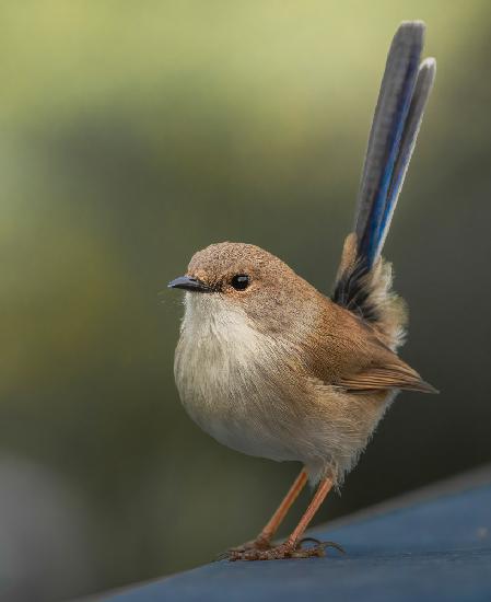 Hervorragender FairyWren