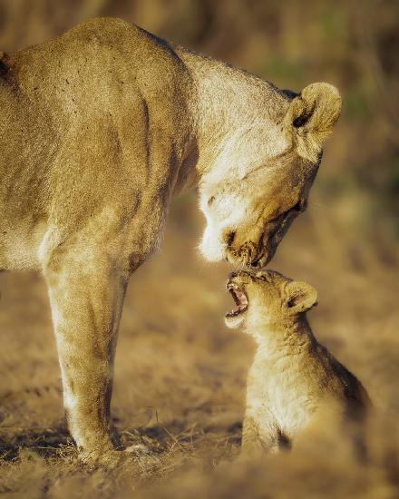 Die Geduld der Mutter