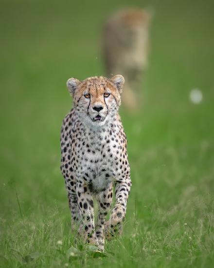 Gepard