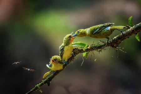 ein gelber Vogel