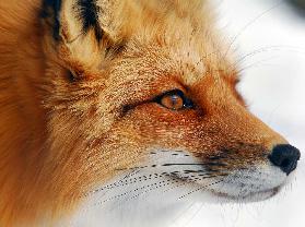 Red Fox