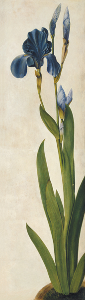 An Iris von Albrecht Dürer