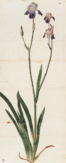 Blau blühende Schwertlilie - Iris Germanica Iris Trojana? Um 1503