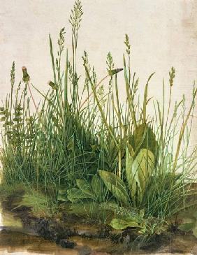 Das große Rasenstück - Albrecht Dürer