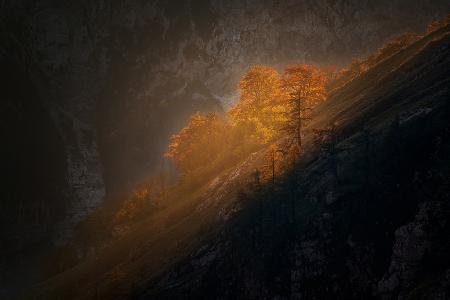 Letztes Licht auf den Bäumen