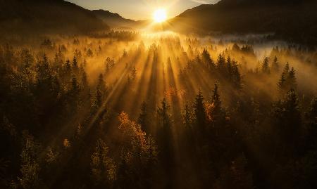 Luftaufnahme eines Herbstwaldes