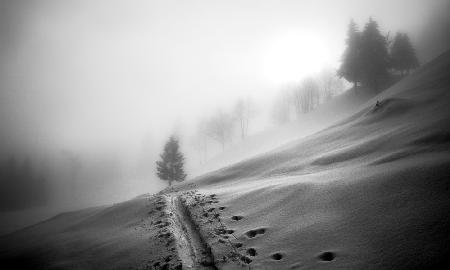 Weg zum Baum