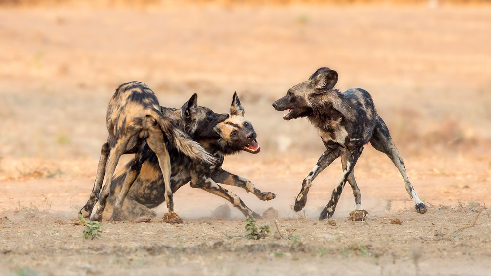 Bemalte Hunde von Alessandro Catta