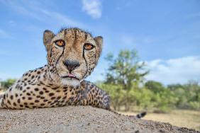 Hungry Cheetah