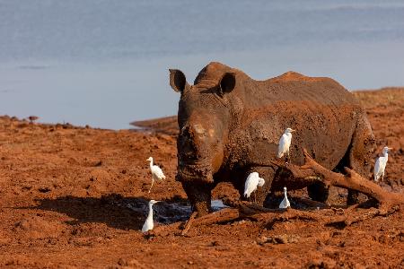 Rotes Nashorn