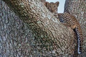 Young Leopard