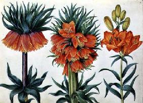 Crown Imperial Lily