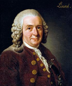 Porträt von Carl von Linné (1707-1778) 1775