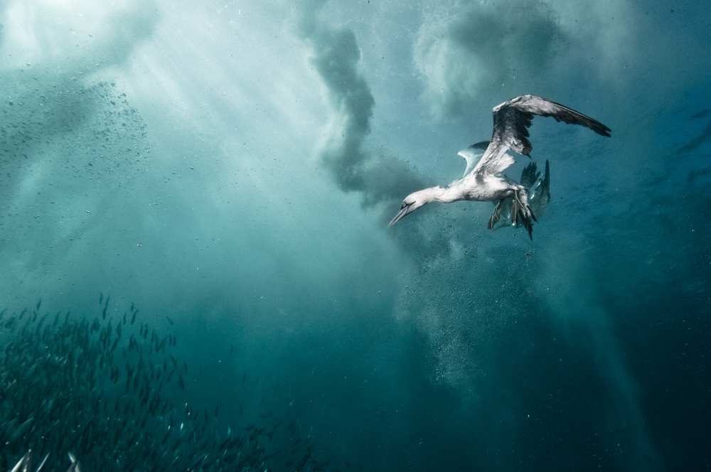 plunge diver von Alexander Safonov