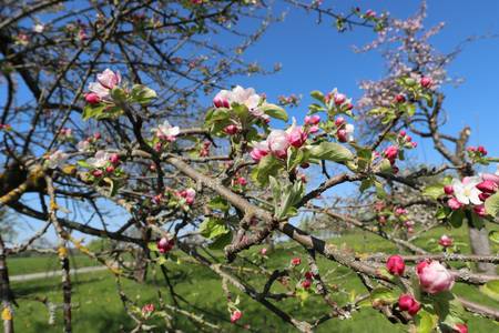 Der Frühling ist da 2022