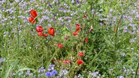 Wildblumen im Wind 2017