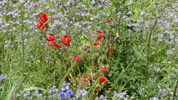 Wildblumen im Wind von Alexandra  Joseph 