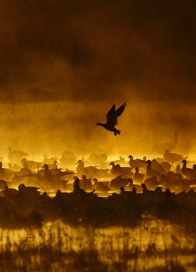 Feuer im Nebel