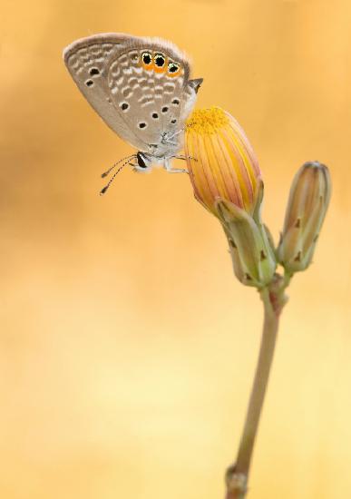 der Schmetterling