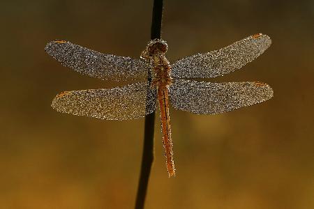 Drachen fliegen