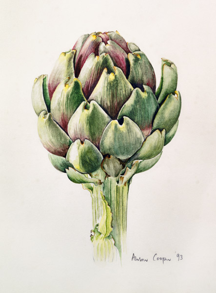 Artichoke Study, 1993 (w/c)  von Alison  Cooper