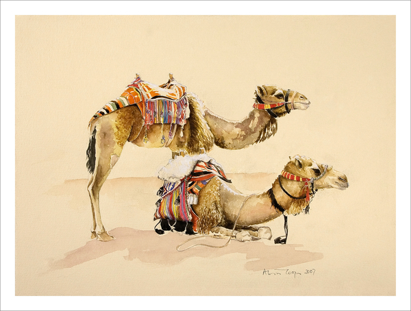 Camels from Petra von Alison  Cooper