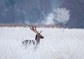 Damhirsche in der gefrorenen Winterlandschaft