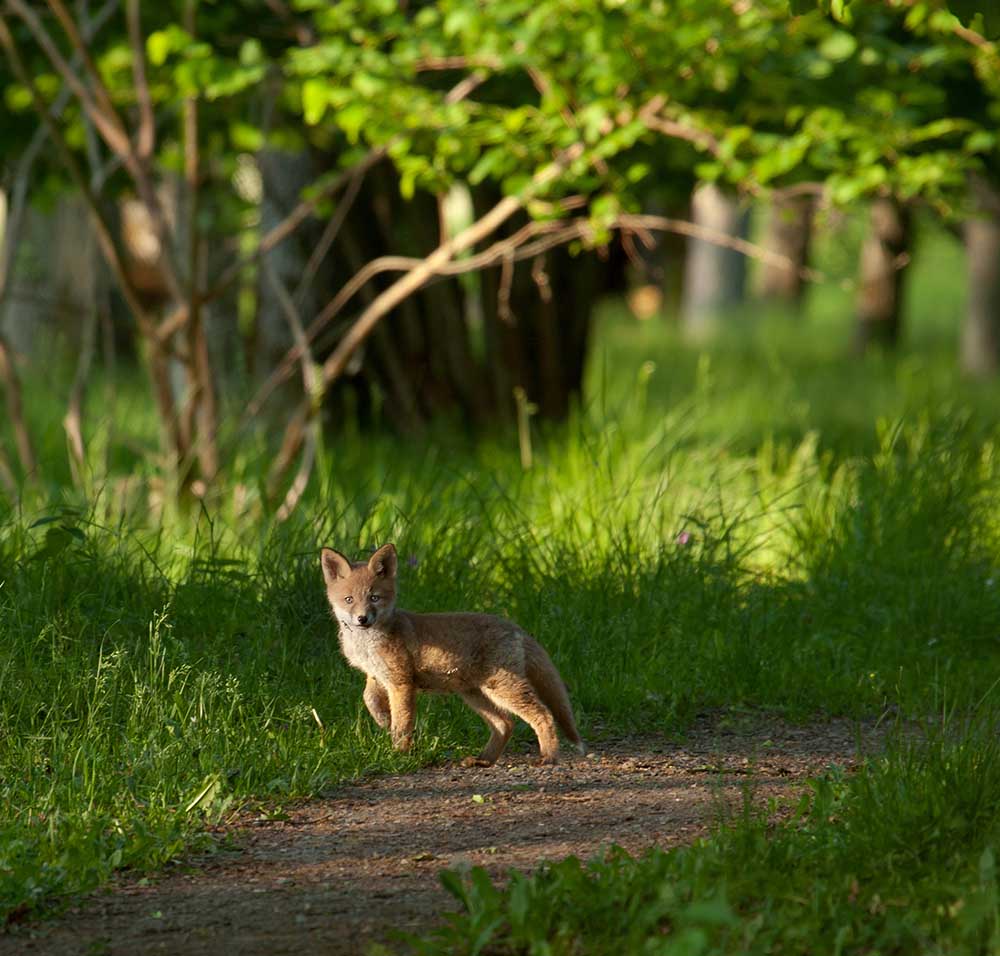 Fuchsjunge im Wald von Allan Wallberg