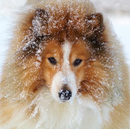 Sheltie-Hund