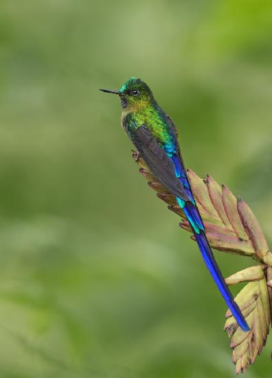 Sylphenkolibri mit violettem Schwanz