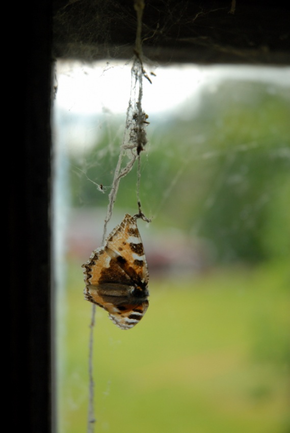 Der Schmetterling von Anders Ludvigson