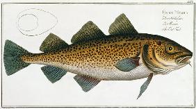 Cod (Gadus Morhua) plate LXIV from 'Ichthyologie, ou histoire naturelle generale et particuliere des 1780