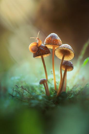 eine einsame Schnecke auf einem Pilz