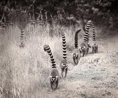 à la queue leu leu ...