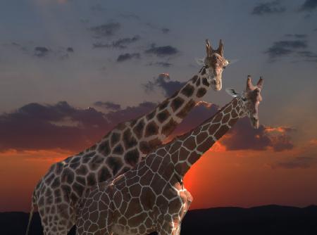 Giraffen