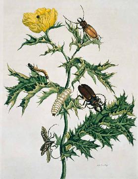 Zwei Käferarten, Illustration aus 'Metamorphosis Insectorum ...' 1705