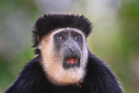 Colobus Guereza