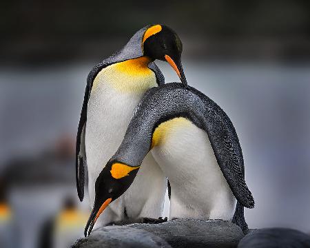 Liebesgeschichte der Königspinguine