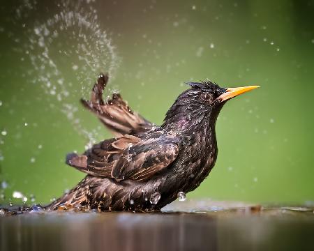 Malen mit Wasser